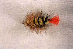 K42 - Ken's Red Tailed Yellow Caterpiller - $5